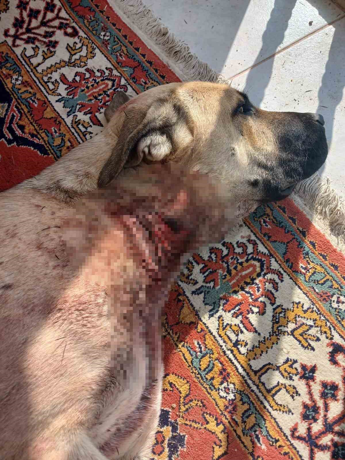 Yaban domuzları köpekleri hedef aldı