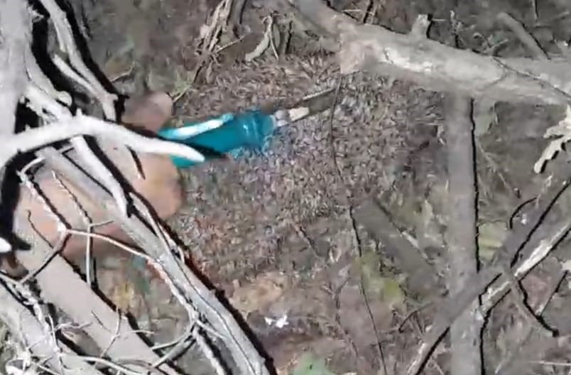 Dikenli tellere dolanan kirpiyi çocuklar kurtardı