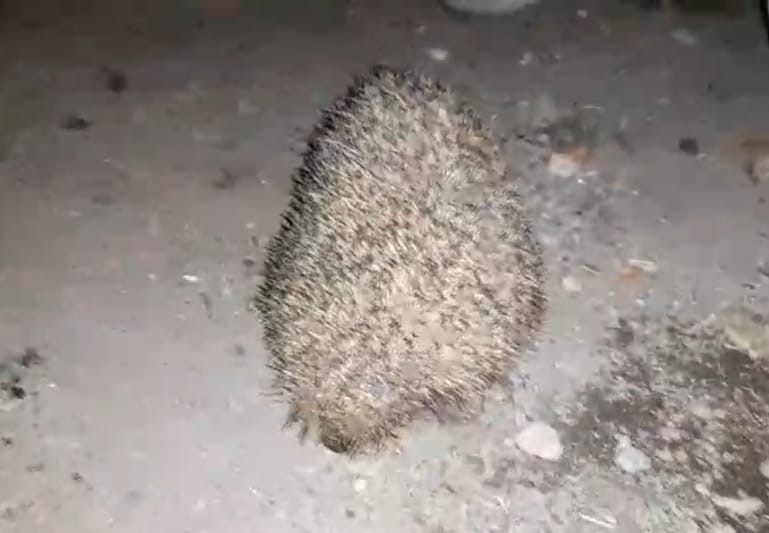 Dikenli tellere dolanan kirpiyi çocuklar kurtardı