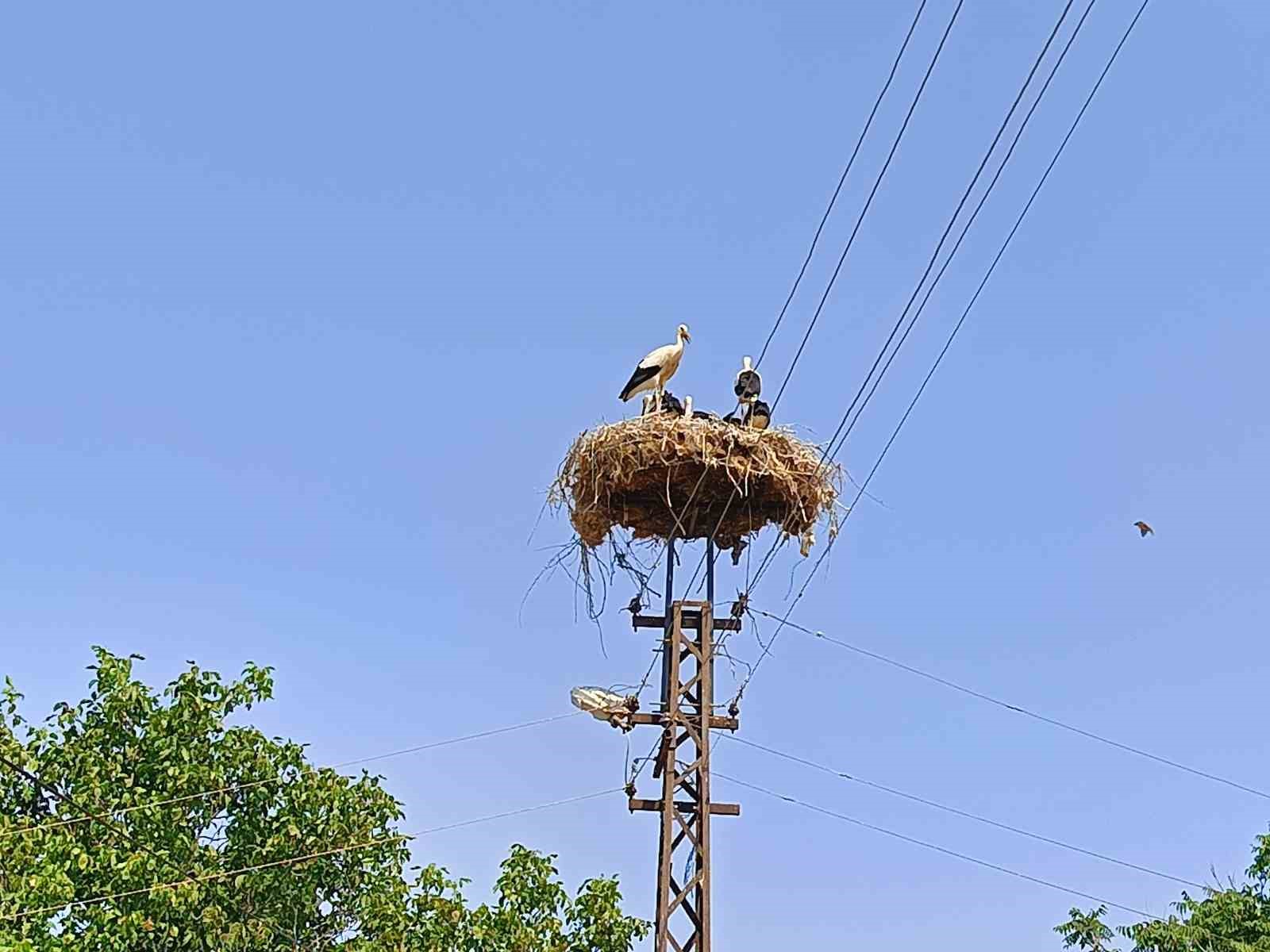 Anne şevkatiyle yaralı leyleğe sahip çıktı