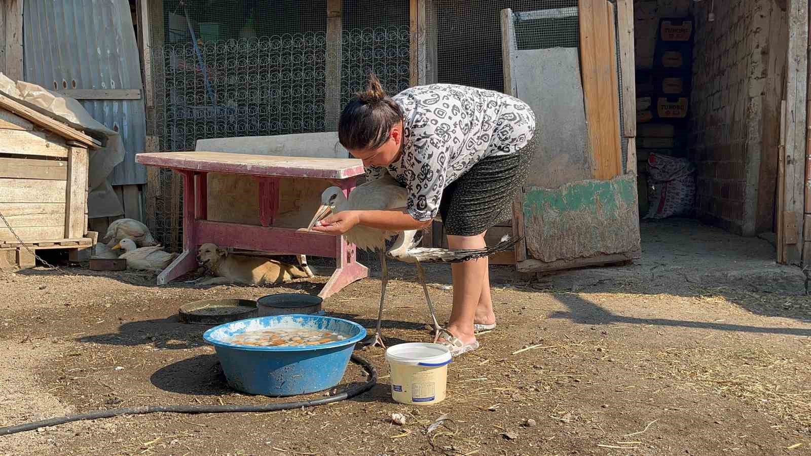 Anne şevkatiyle yaralı leyleğe sahip çıktı