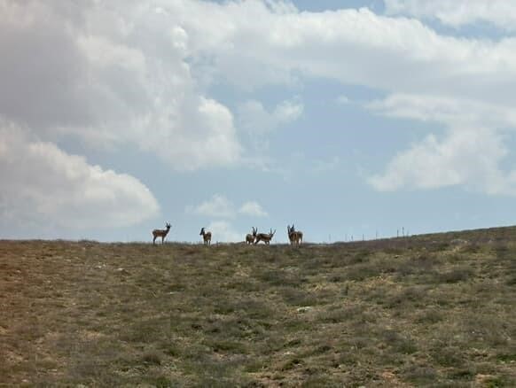Dağların eşsiz tırmanıcıları bozkırda poz verdi
