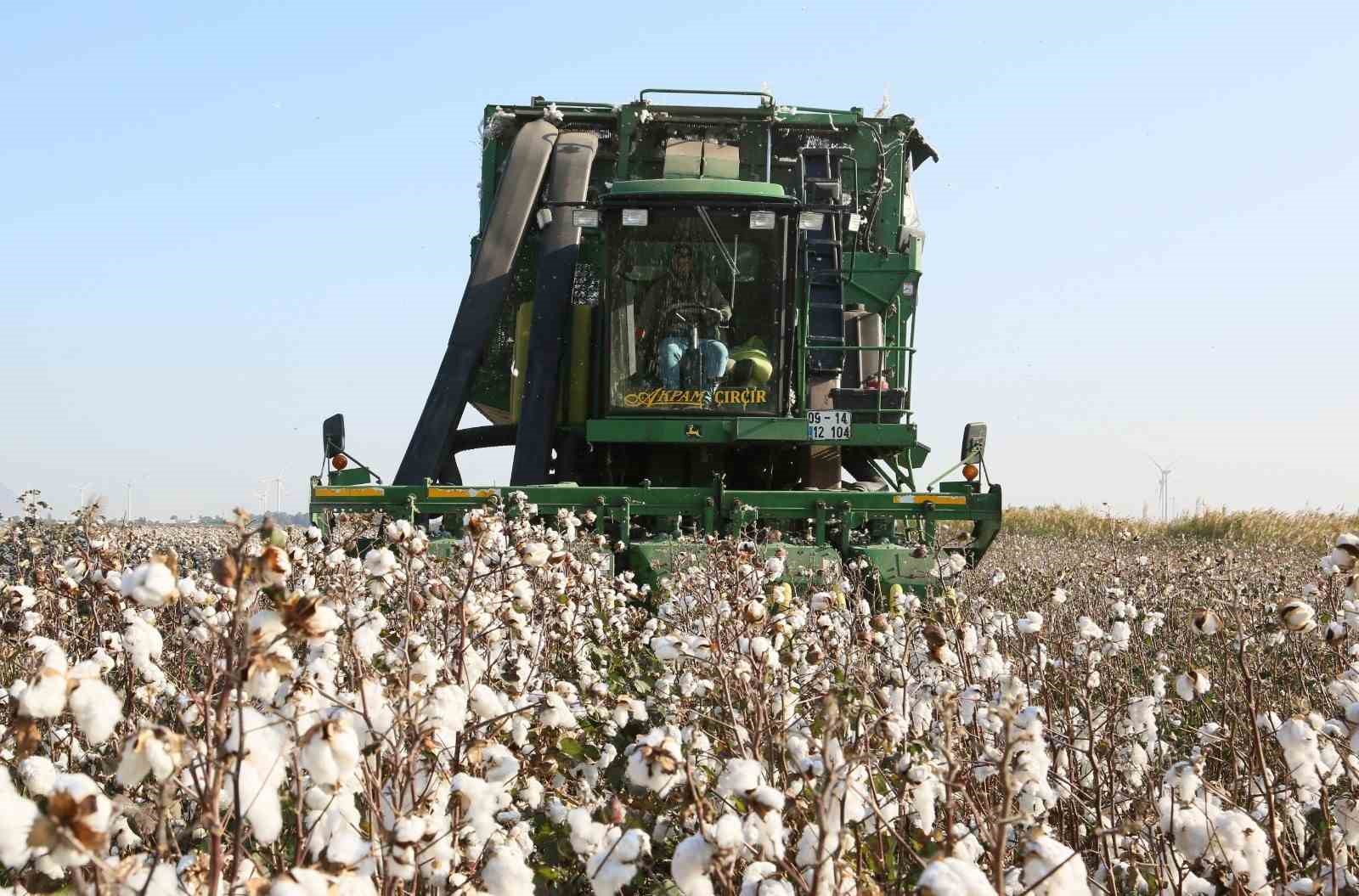 Sökeli pamuk üreticilerine ’beyan’ duyurusu