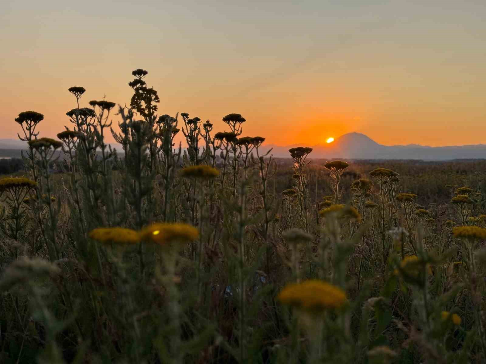 Ağrı’da gün batımıyla harman mesaisi
