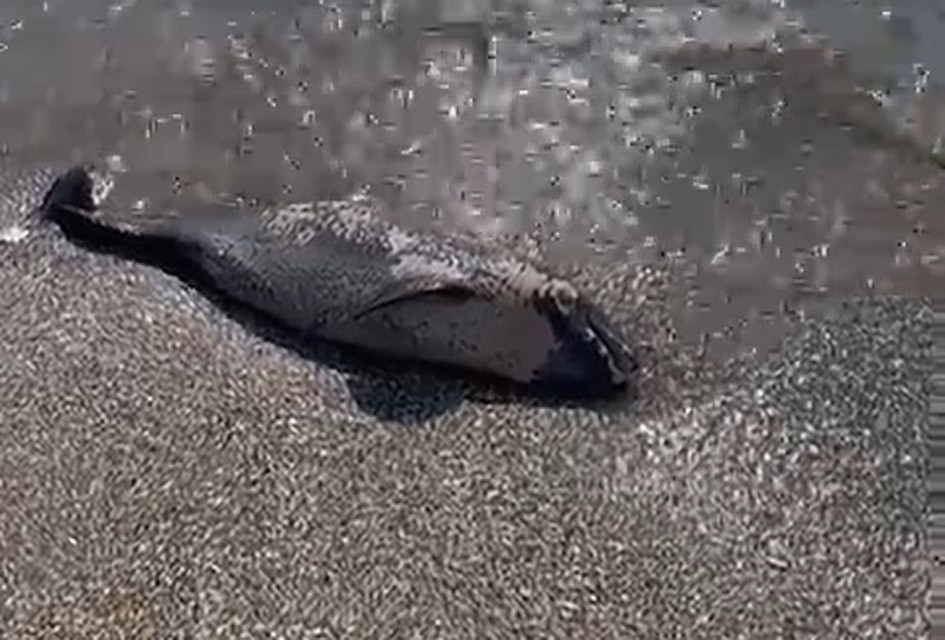 Sahilde ölü yunus bulundu