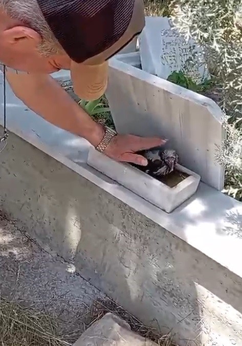 Tavşanlı’da mezarlık içinde kendisini sevdiren karga şaşırttı