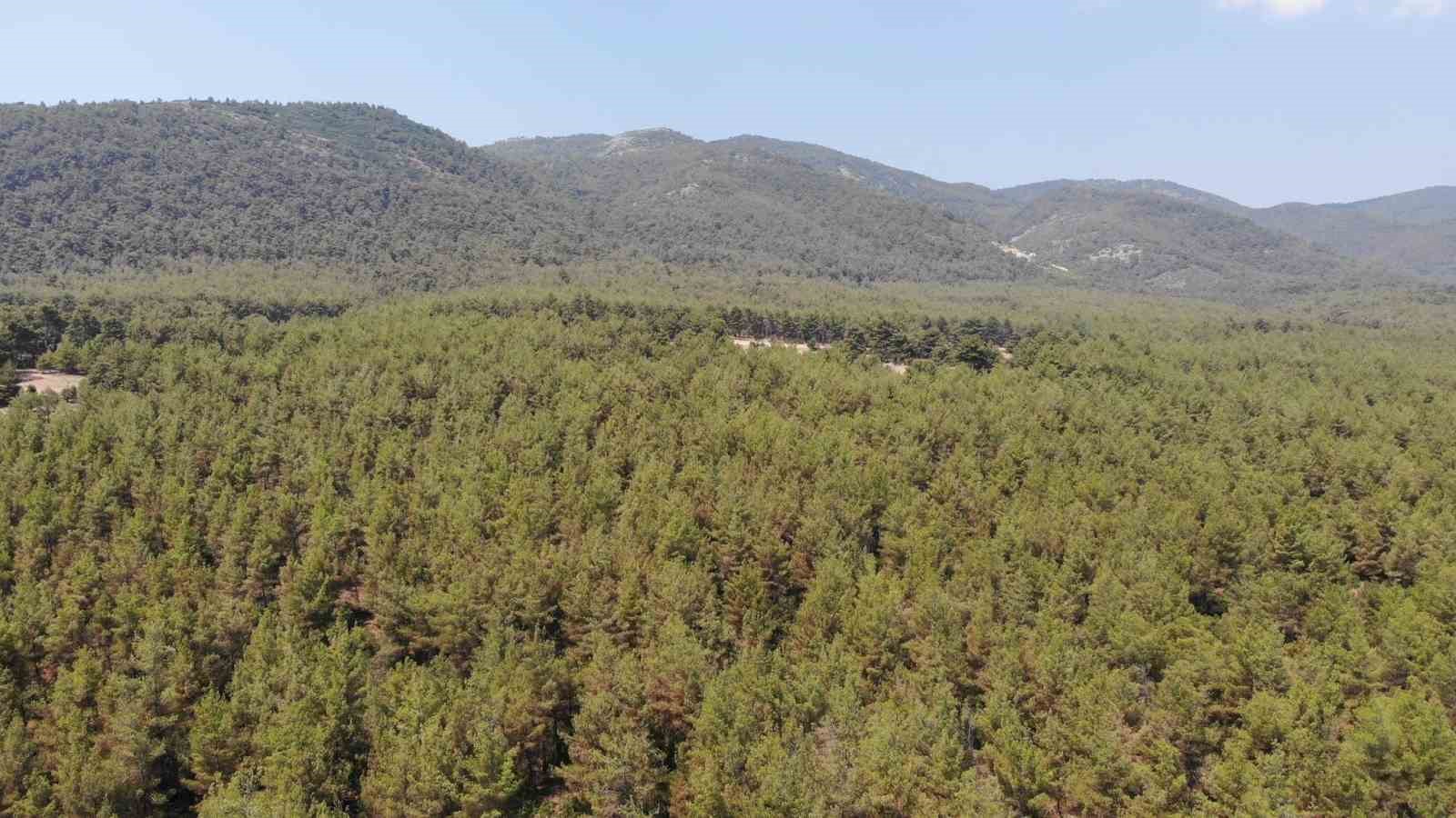 Karacasu Kaymakamlığı’ndan ’Ormana Giriş Yasağı’ hatırlatması