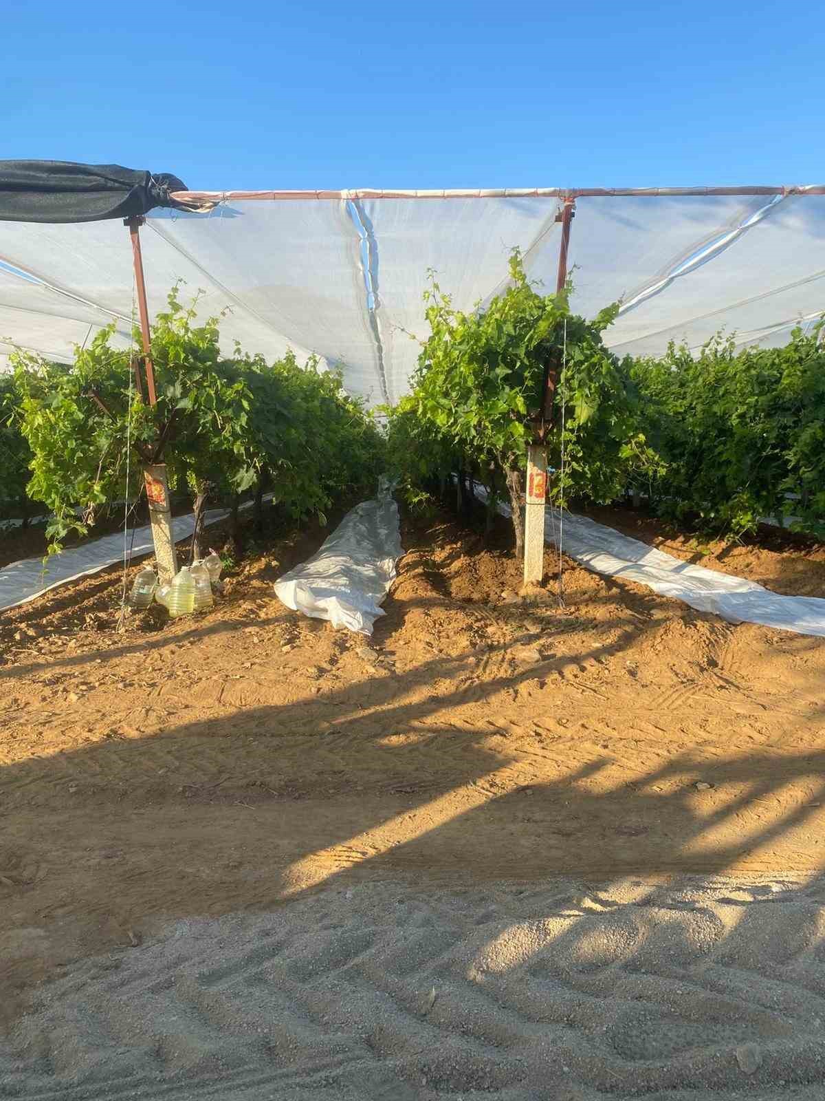 Sarıgöl Ovası’nda örtü seferberliği