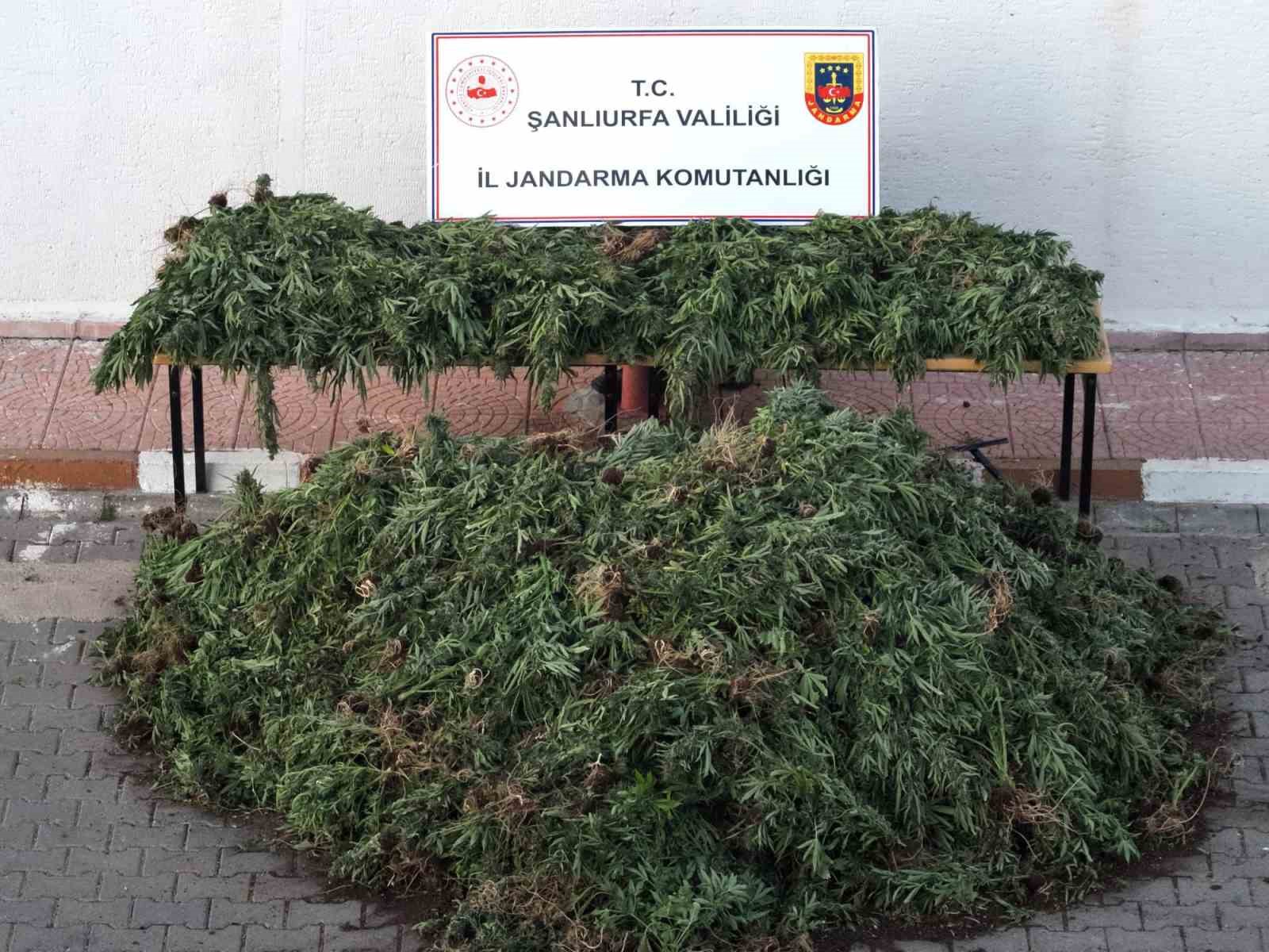 Şanlıurfa’da dron destekli uyuşturucu operasyonu: 9 gözaltı