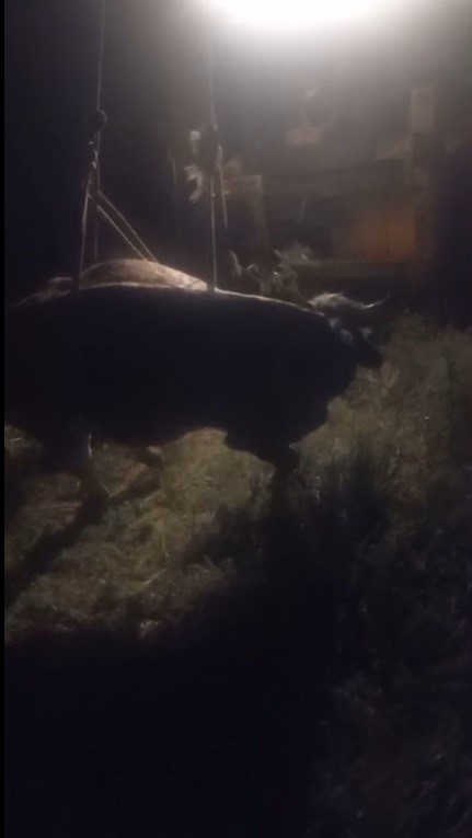 Kars’ta kayalıktan düşen inek kurtarıldı