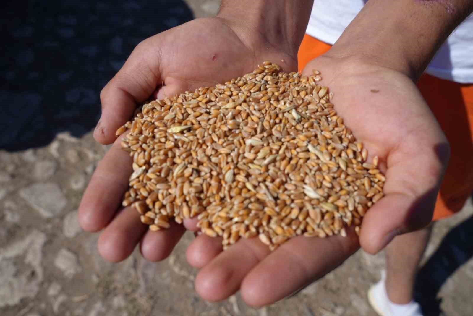 Sertifikalı tohum desteği başvurularında son gün 31 Temmuz