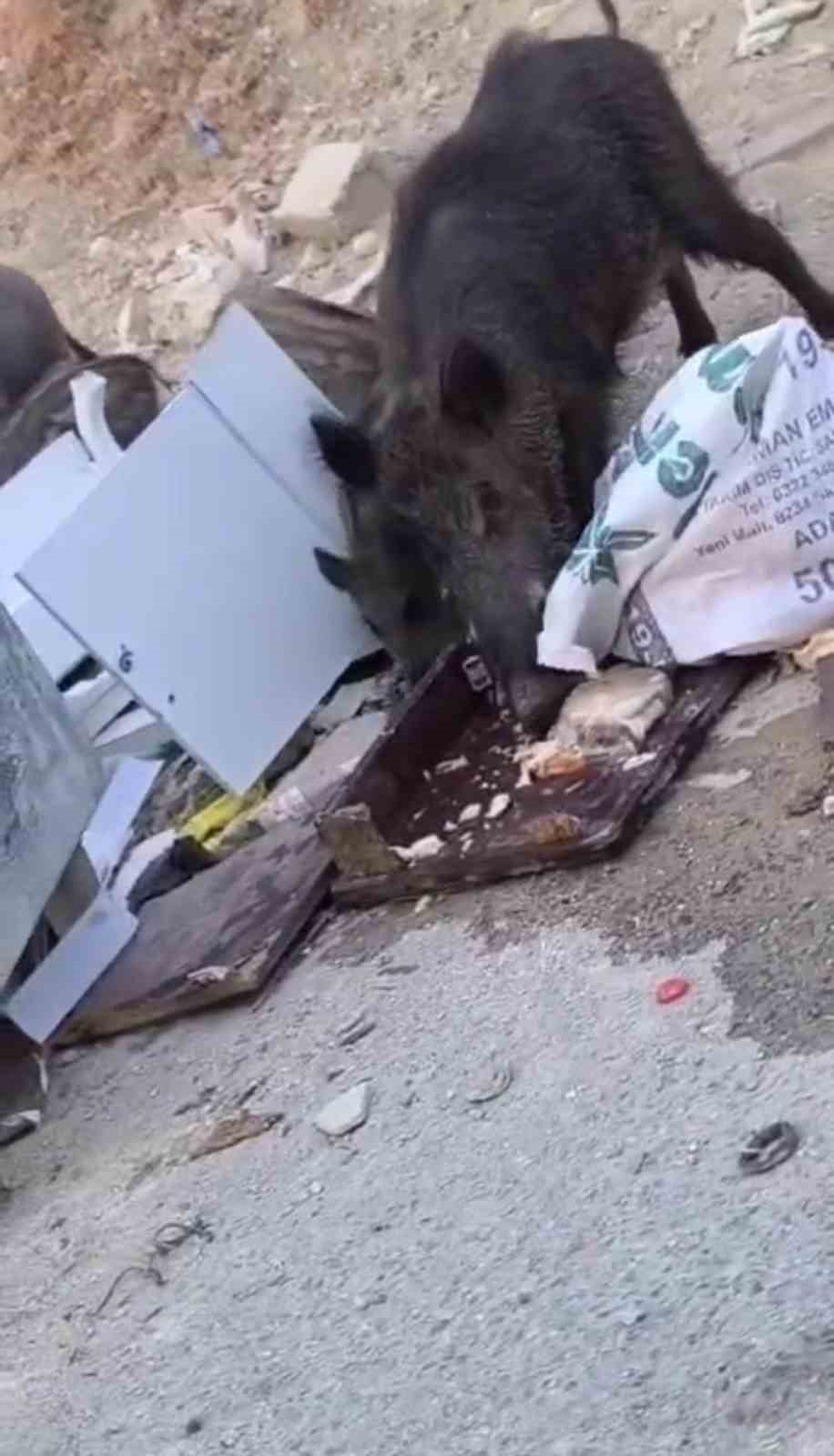 Aç kalan domuz sürüsü çöpte yiyecek aradı