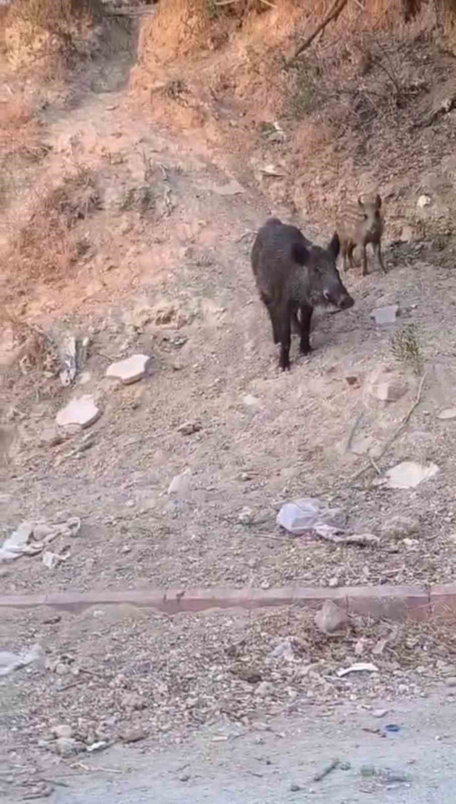 Aç kalan domuz sürüsü çöpte yiyecek aradı