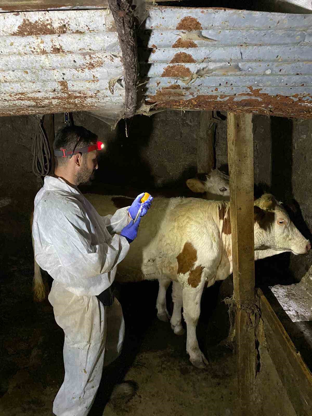 Kars’ta büyükbaş hayvanlar aşılanıyor