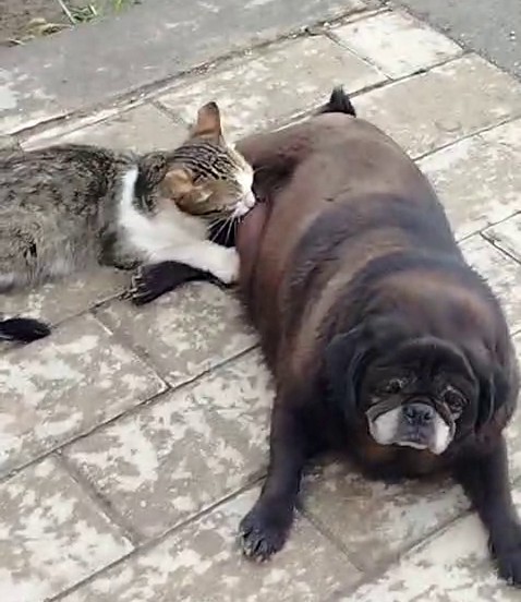 Görenler inanamadı, köpek kediyi sokak ortasında emzirdi