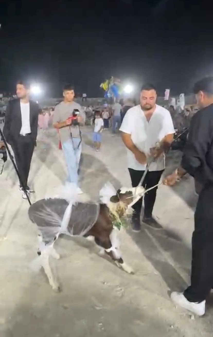 Çanakkale’de gelin ve damada buzağı hediye edildi