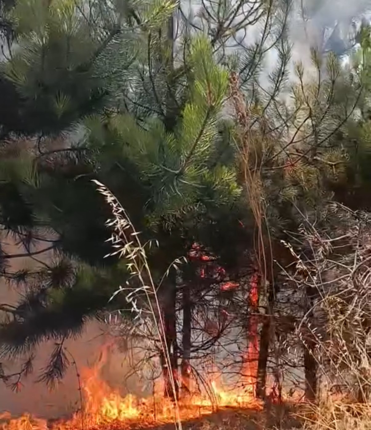 Düğün konvoyundaki meşale çamlık alanı yaktı
