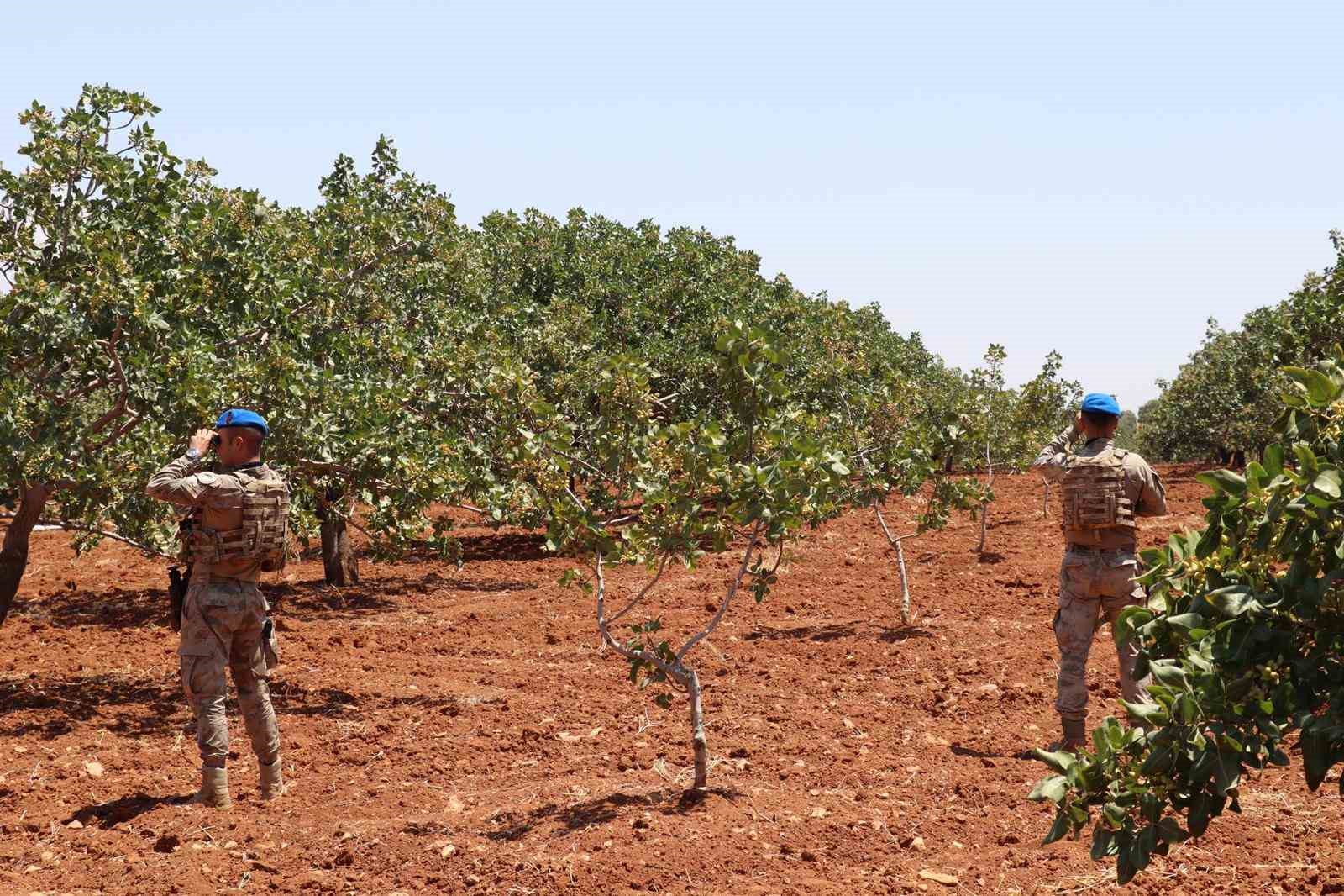 Gaziantep’te jandarma ekipleri ’yeşil altın’ için nöbette