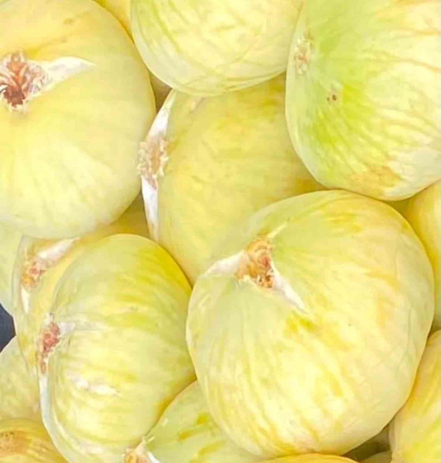 Mut’ta beyaz incir hasadı başladı