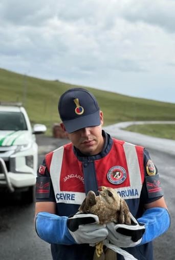 Ardahan’da yaralı kızıl şahin korumaya alındı