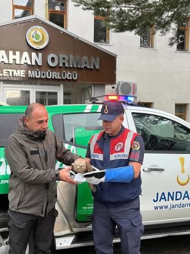Ardahan’da yaralı kızıl şahin korumaya alındı