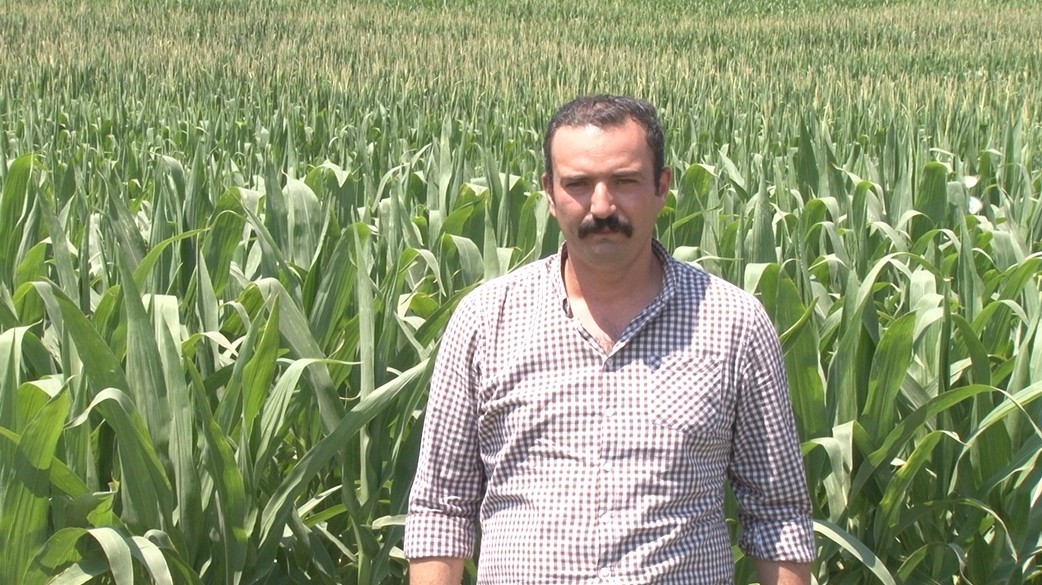 Çiftçiye sıcak hava uyarısı: Hastalık ve zararlılar arttı