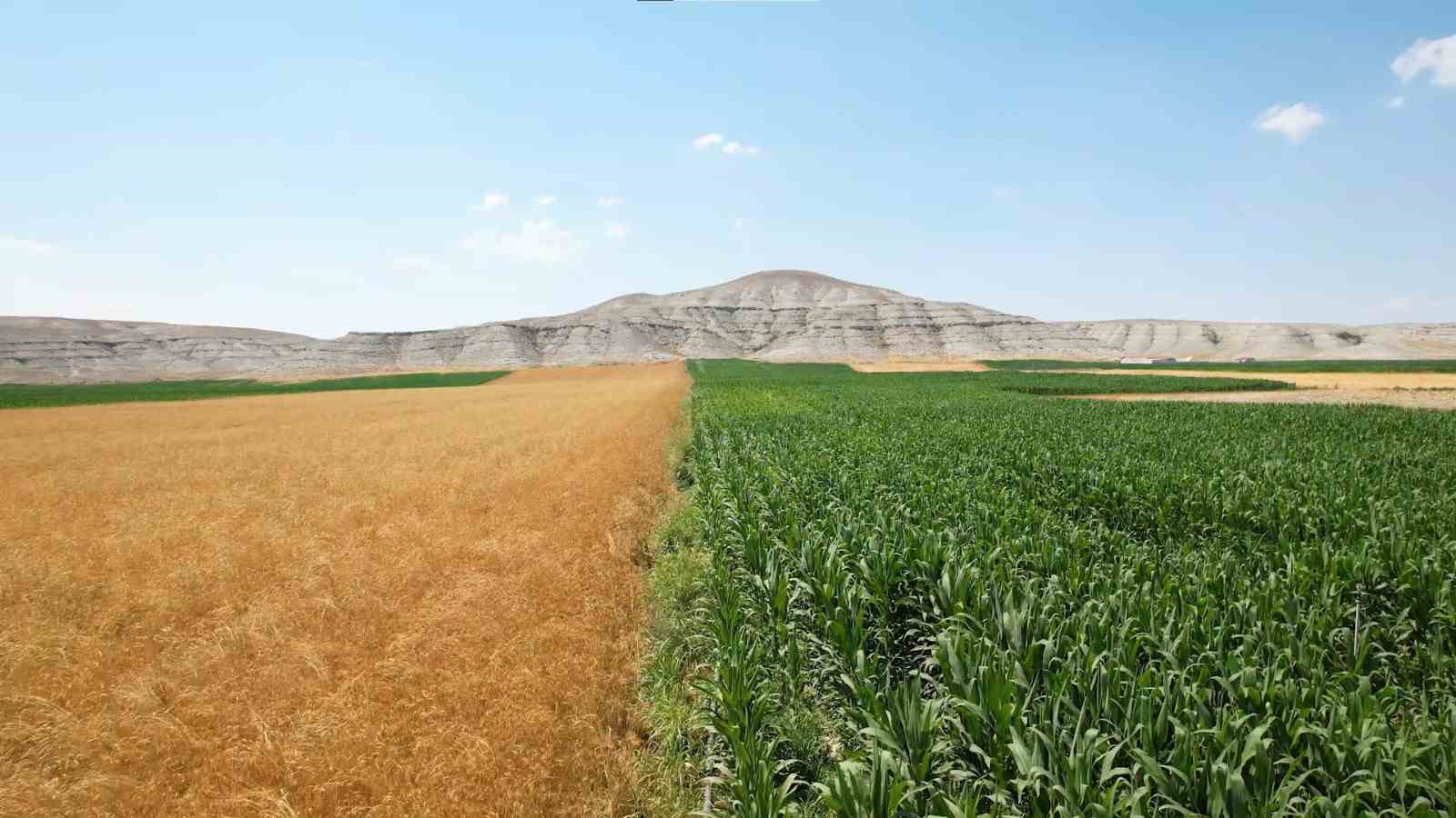 &Ccedil;ift&ccedil;iye sıcak hava uyarısı: Hastalık ve zararlılar arttı
