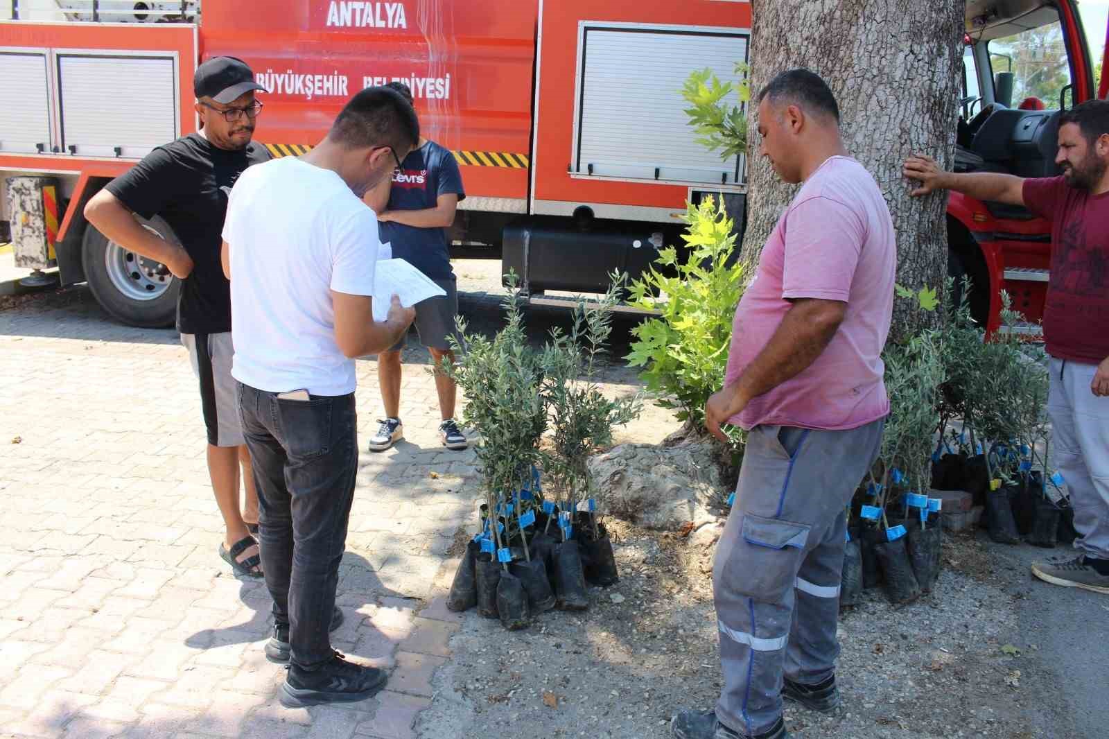 Antalya Büyükşehir Belediyesi’nden zeytin seferberliği