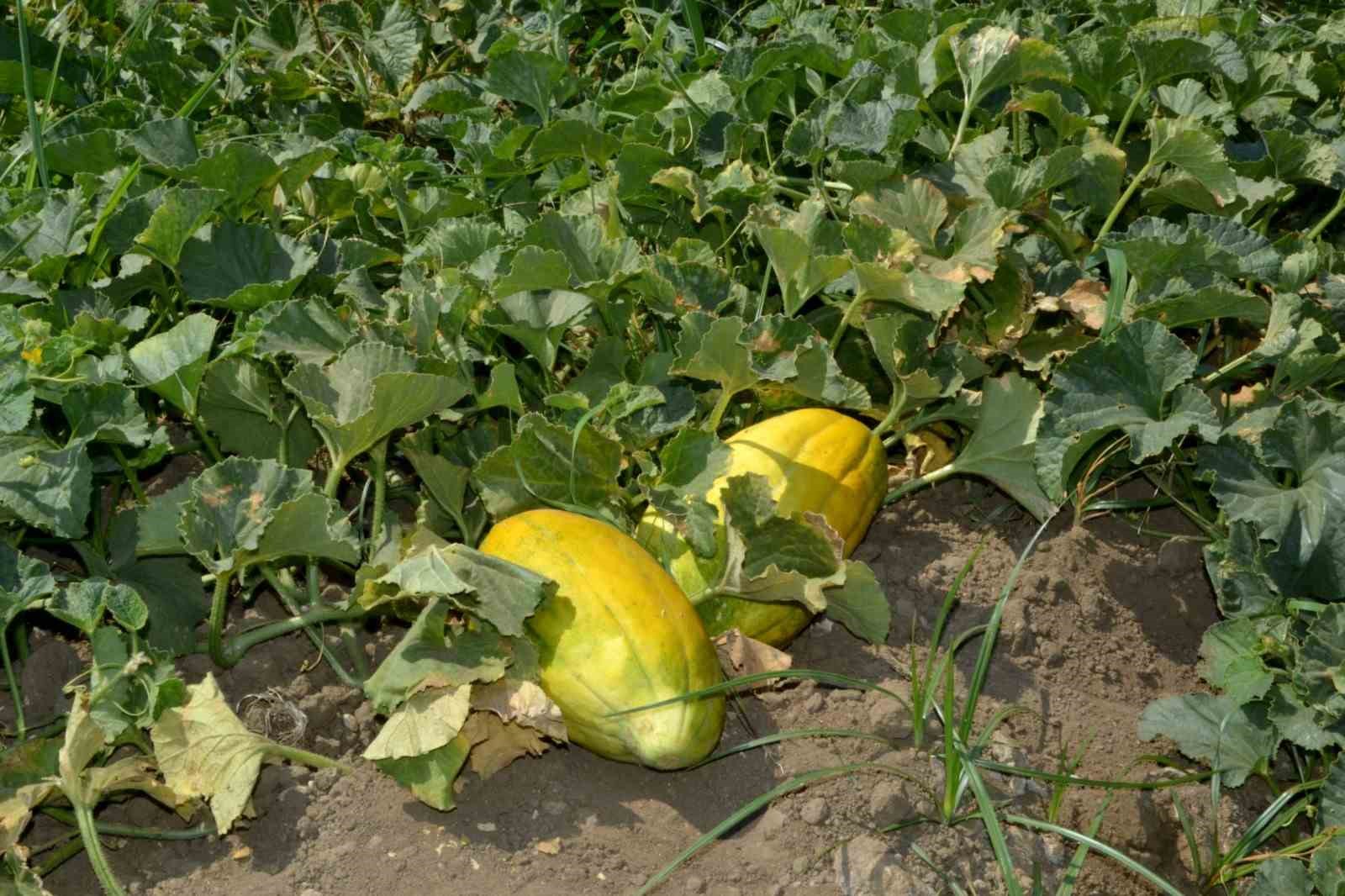 Manisa’da Altınbaş Kavununda hasat başladı