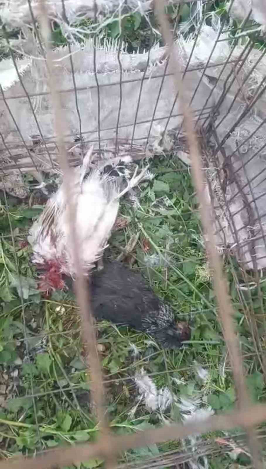 Y&uuml;ksekova&rsquo;da başıboş k&ouml;pekler 21 hindi ve tavuğu telef etti
