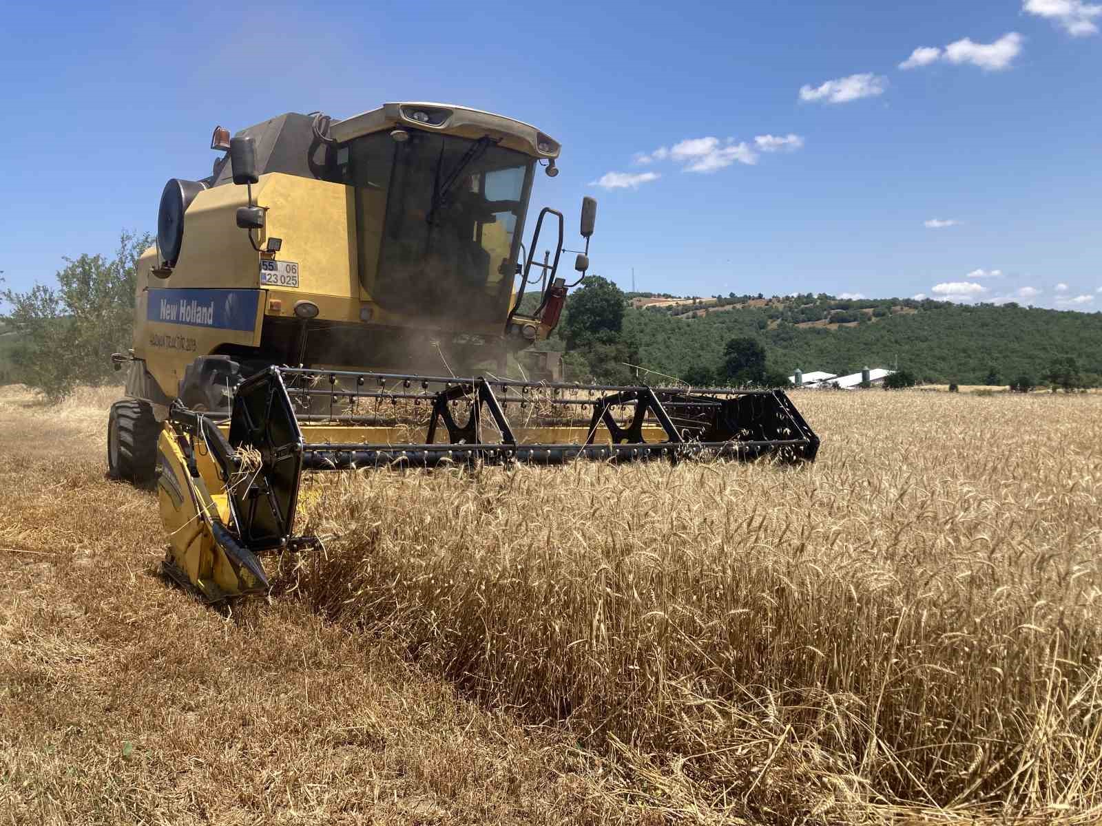 Kavak’ta ekin hasadı başladı