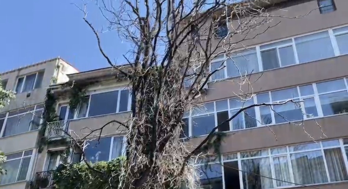 Kurumuş ağaç dalı aracın üzerine düştü: Vatandaş son anda kurtuldu