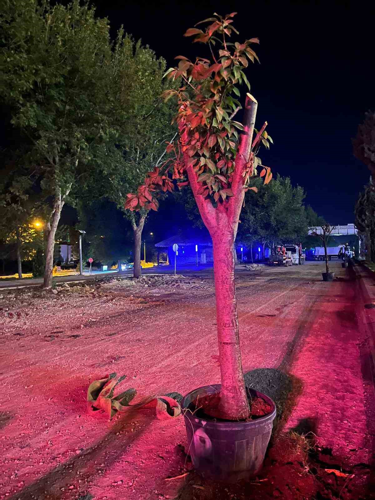 Hazardağlı Kavşağı&rsquo;ndaki ağa&ccedil;lar taşınarak koruma altına alınıyor
