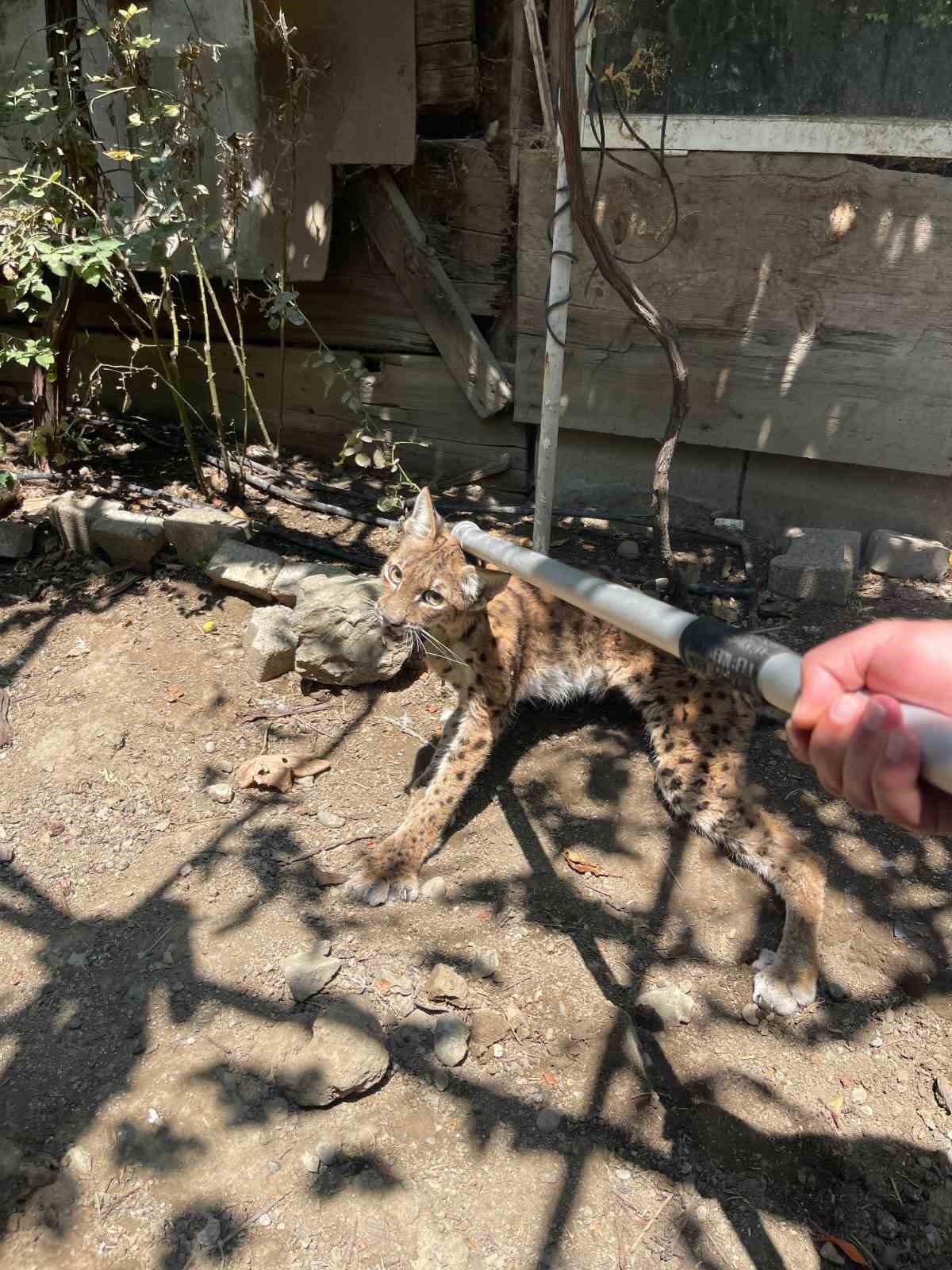 Evin bahçesine giren vaşak paniğe yol açtı