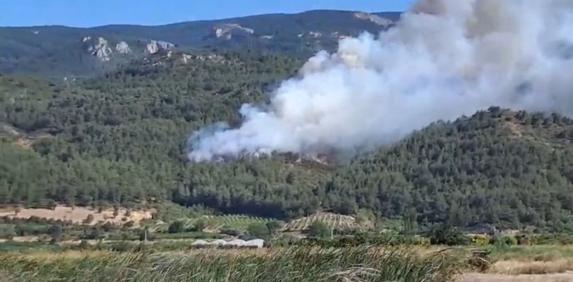 Sakarya’da orman yangını