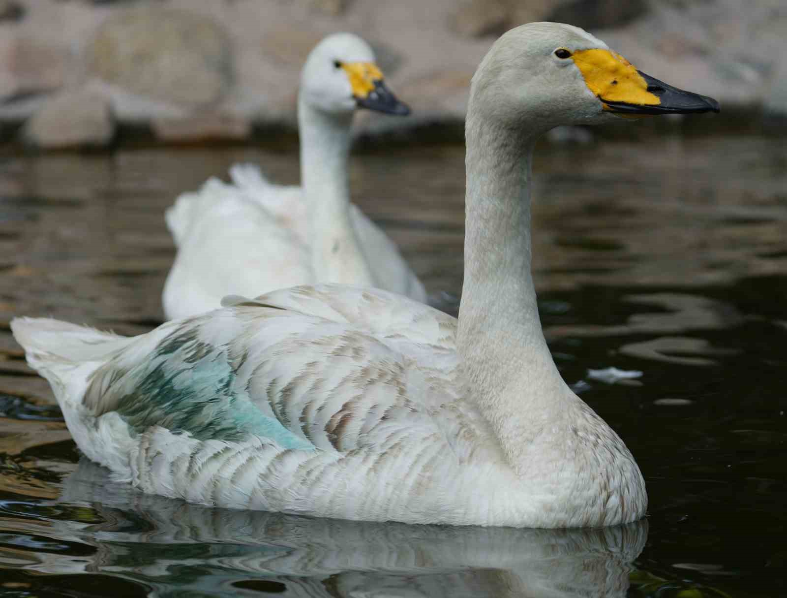 Kırıkkale’de Şehitler Parkı’nın simgesi: Zarif ve Zarife