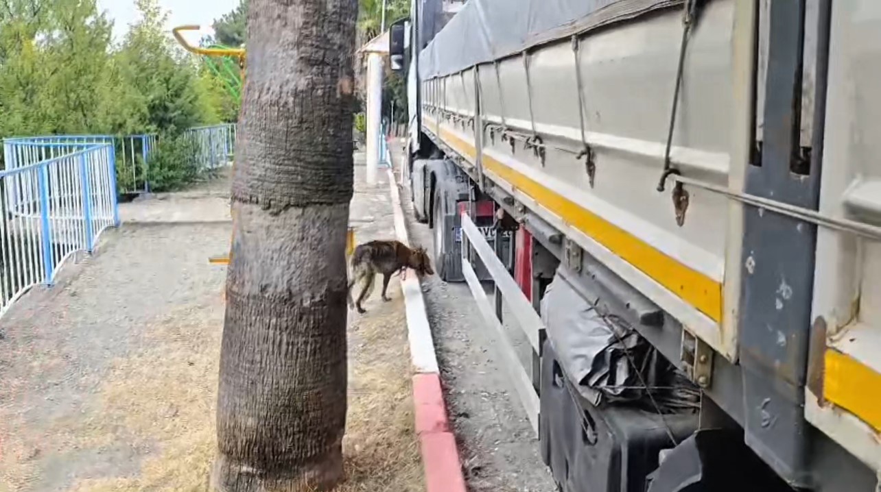 Demir korkuluklara sıkışan köpeği itfaiye kurtardı