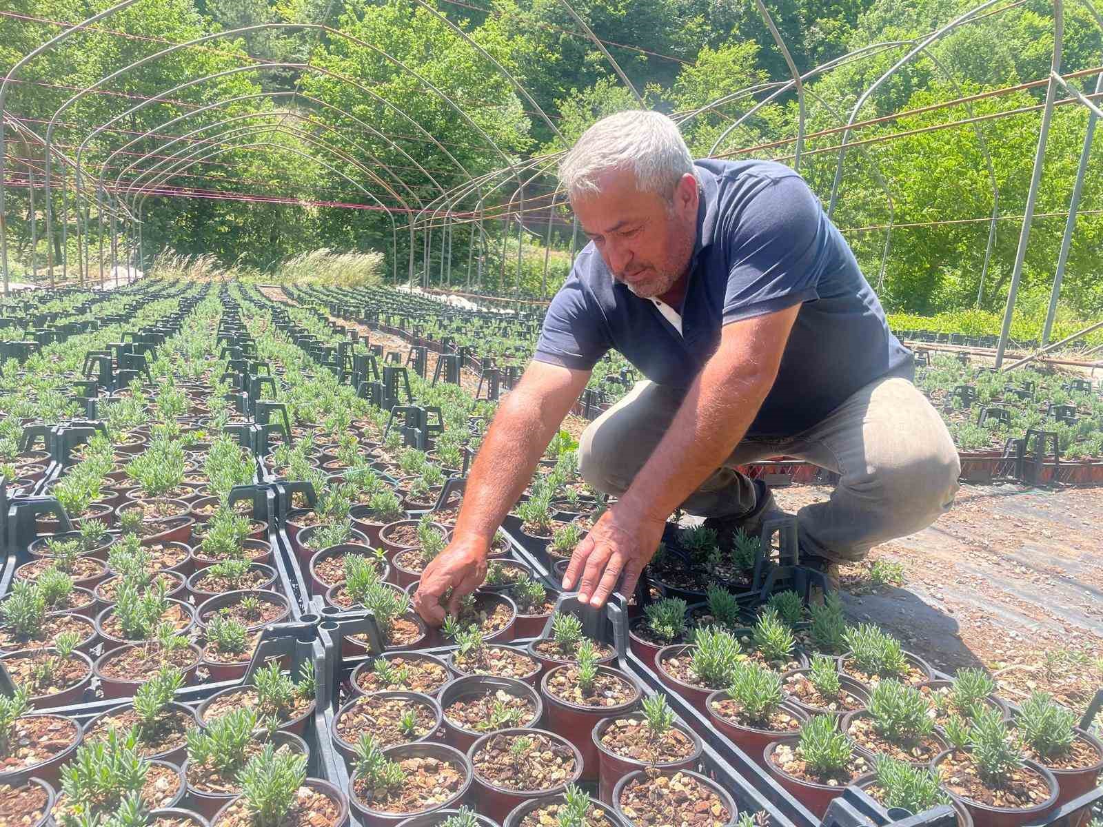 Uludağ etekleri lavanta kokacak
