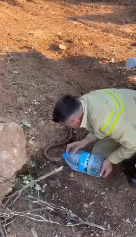 Orman yangınından etkilenen hayvanlara ilk müdahale çok önemli