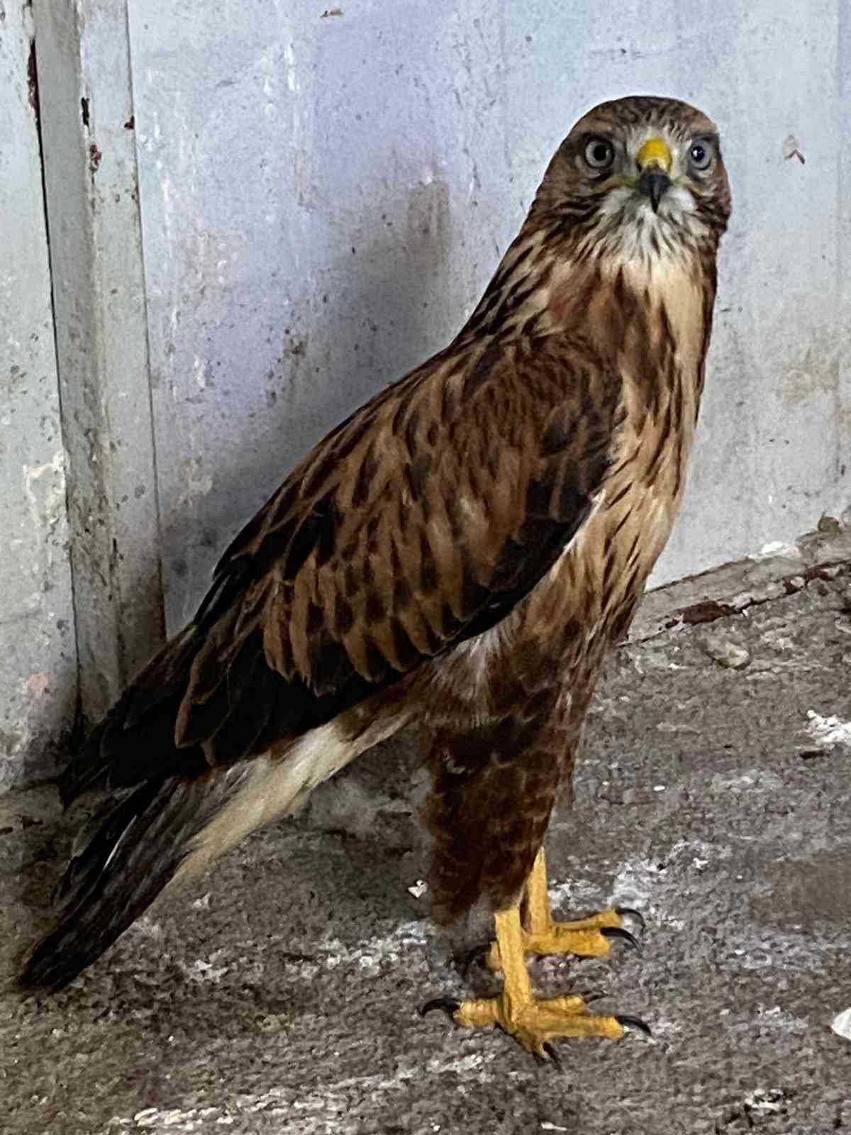 Tunceli’de tedavi edilen 2 kızıl şahin ve bir kaya kartalı doğaya salındı