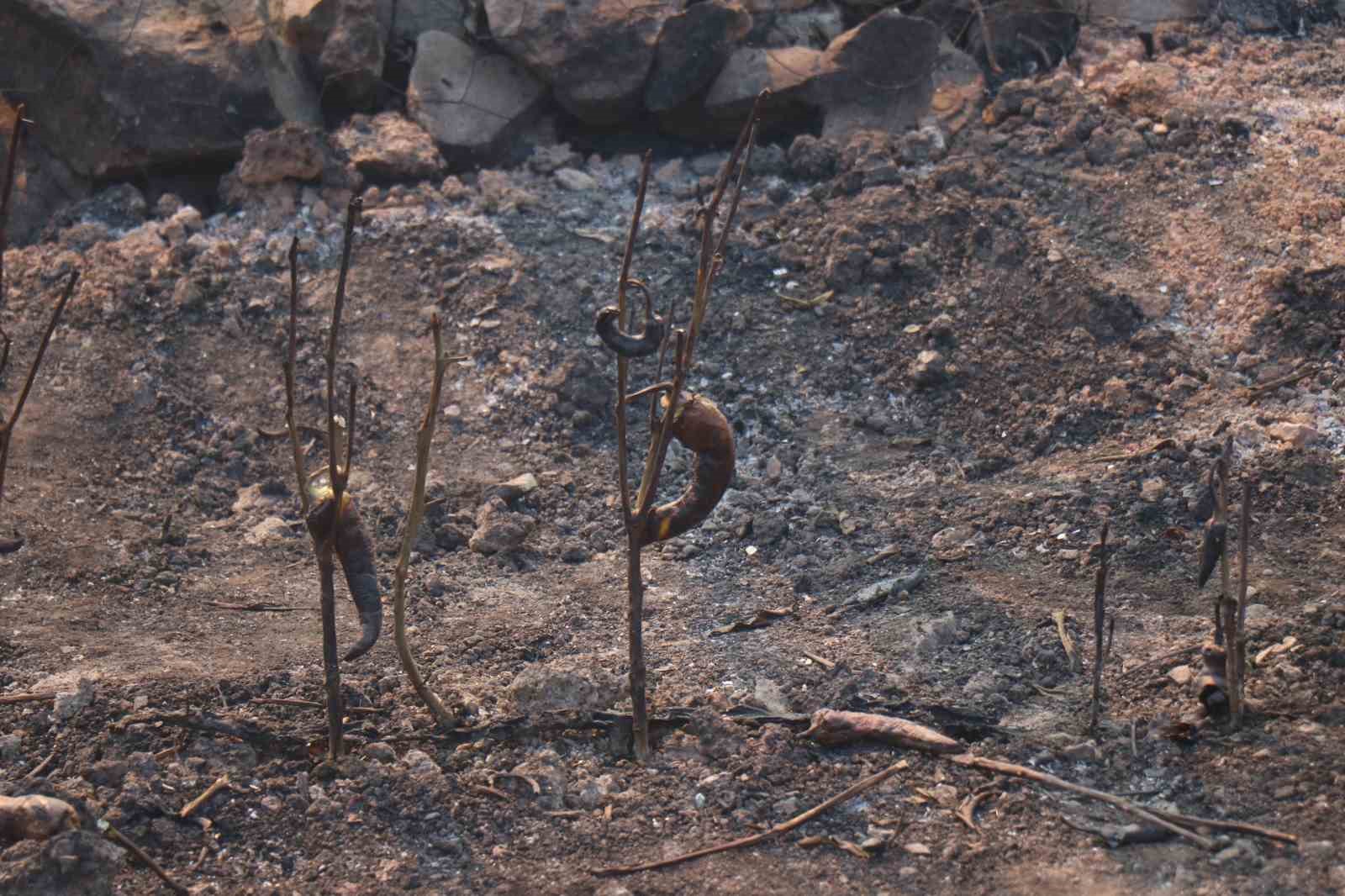 Orman yangının sı&ccedil;radığı mahalledeki evler k&uuml;l oldu, geriye harabe kaldı
