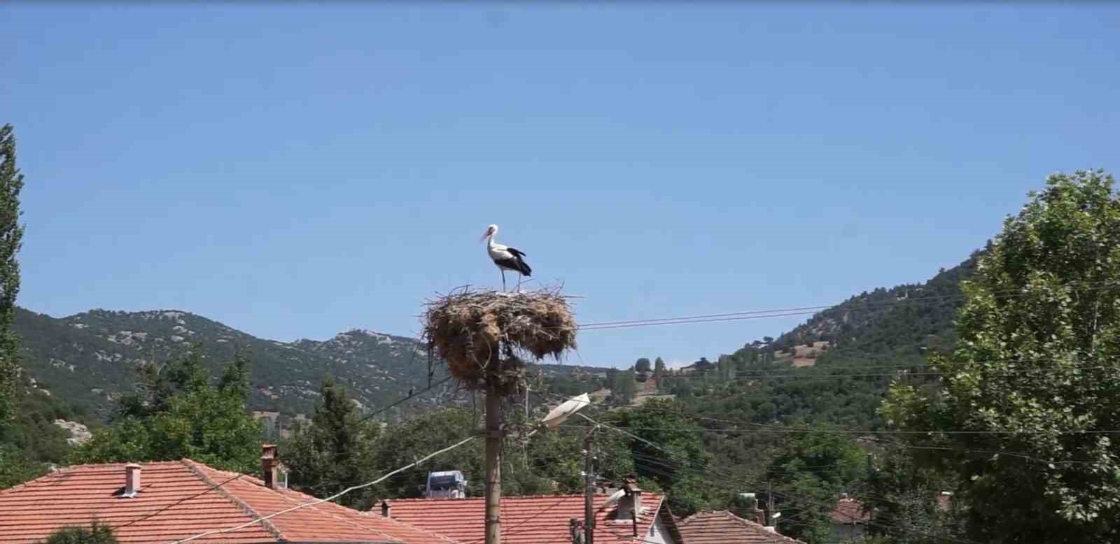 Burdur’da Hisarardı köyünün yüz yıllık misafirleri leylekler, bu yıl da yuvalarına döndü