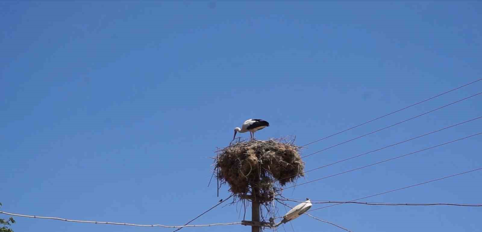 Burdur&rsquo;da Hisarardı k&ouml;y&uuml;n&uuml;n y&uuml;z yıllık misafirleri leylekler, bu yıl da yuvalarına d&ouml;nd&uuml;
