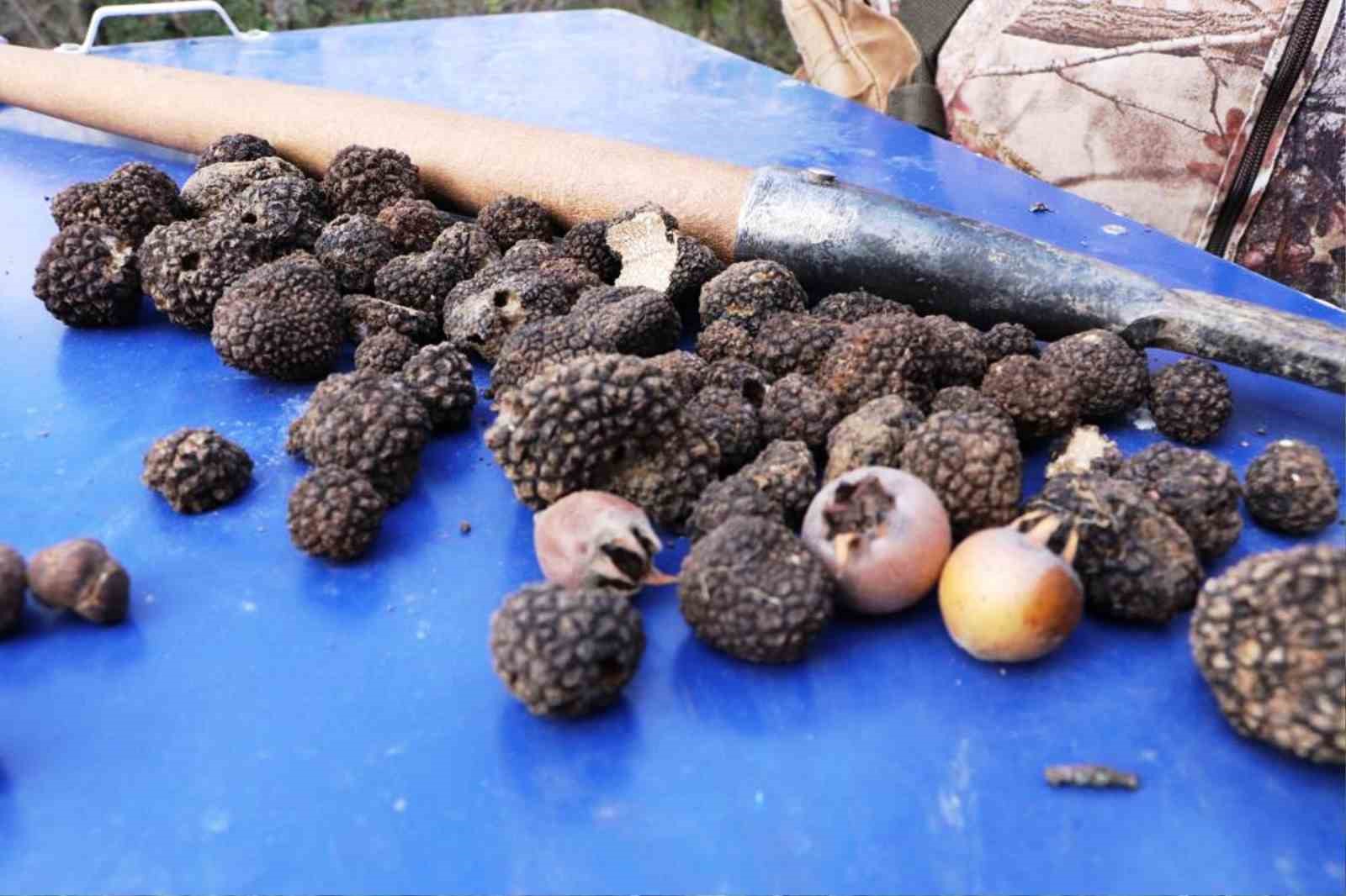 Defne, kestane ve trüf mantarı orman köylüsüne gelir kapısı oluyor