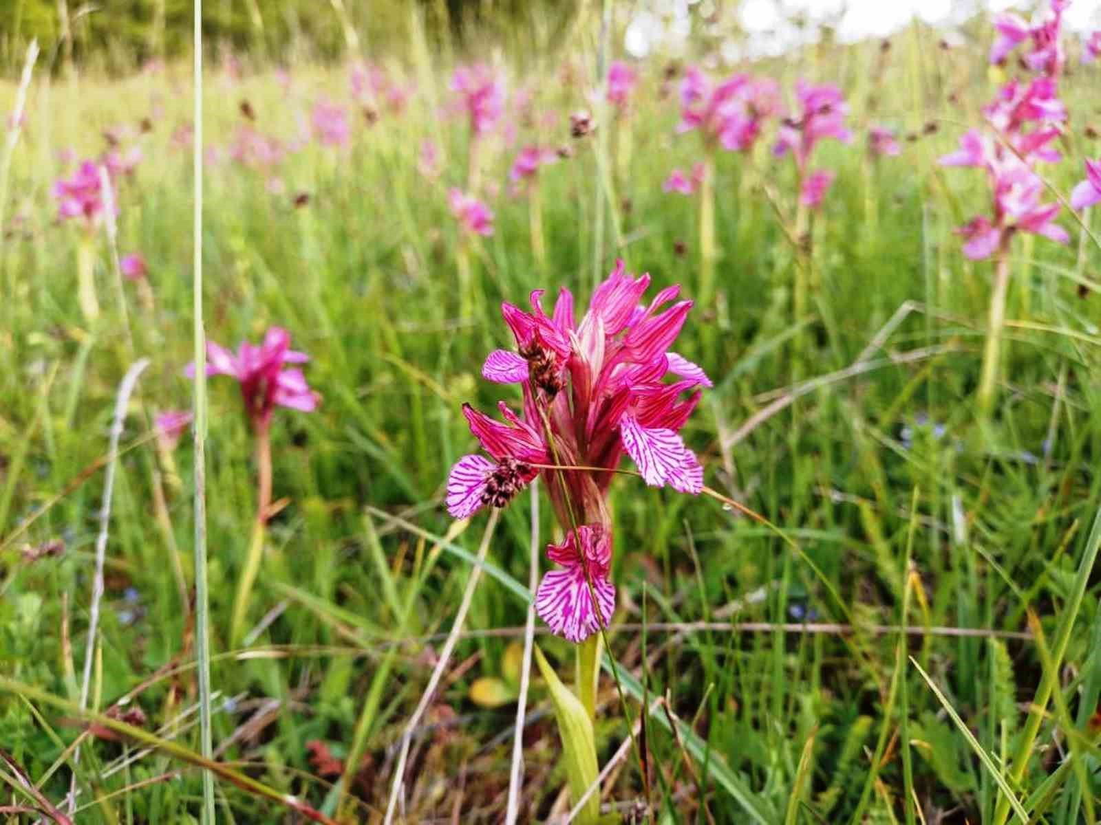 Defne, kestane ve trüf mantarı orman köylüsüne gelir kapısı oluyor