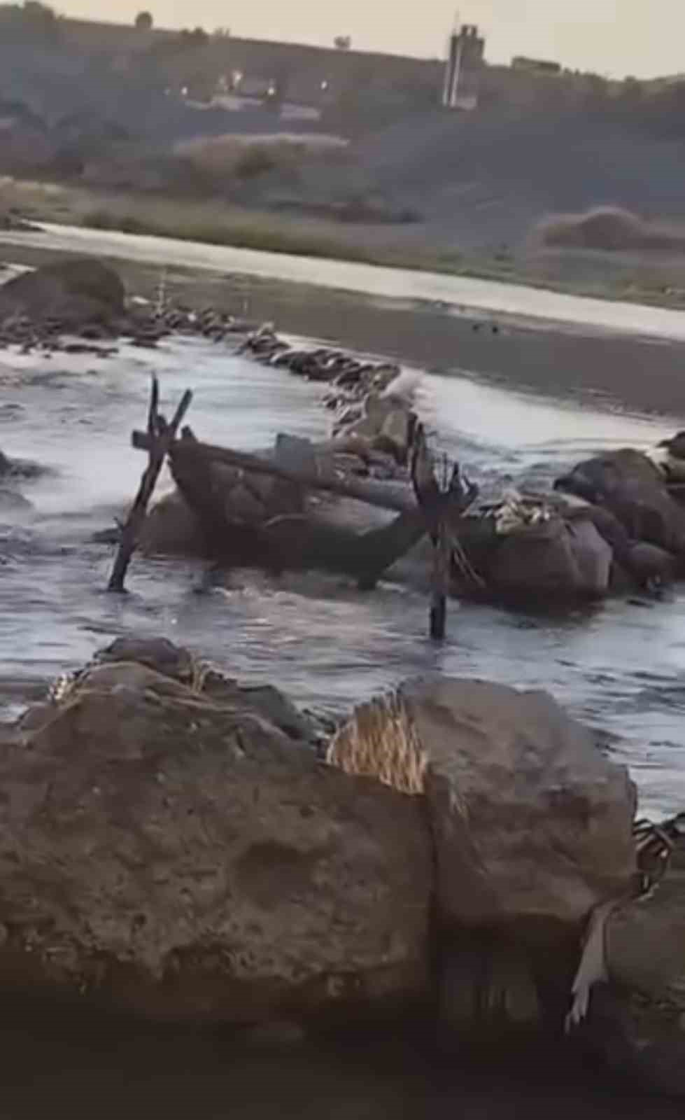 Batman’da su samuru balık ağına dadandı