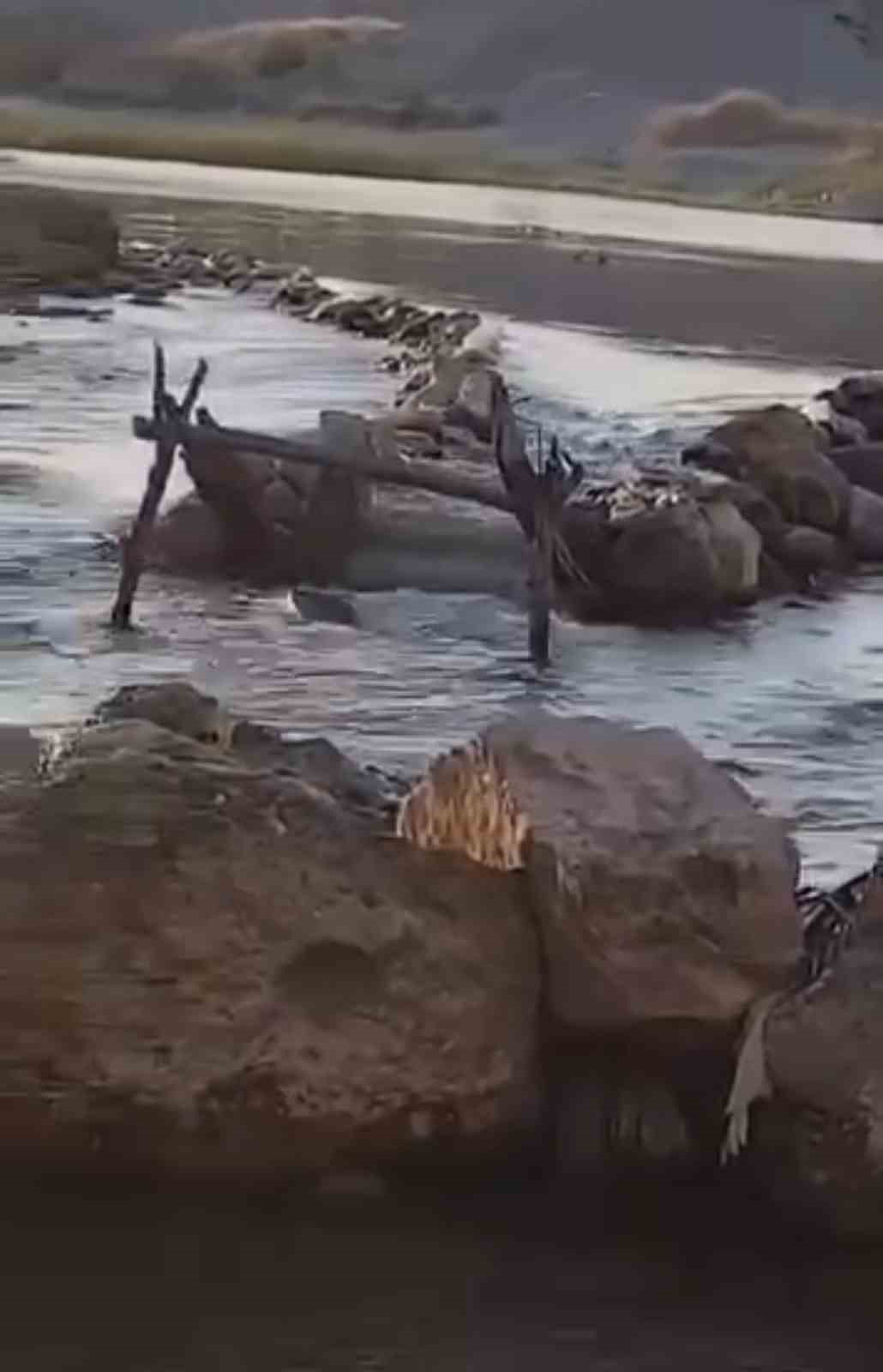 Batman&rsquo;da su samuru balık ağına dadandı
