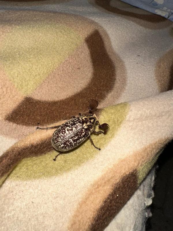 D&uuml;nyada nadiren g&ouml;r&uuml;len b&ouml;cek Batman&rsquo;da ortaya &ccedil;ıktı
