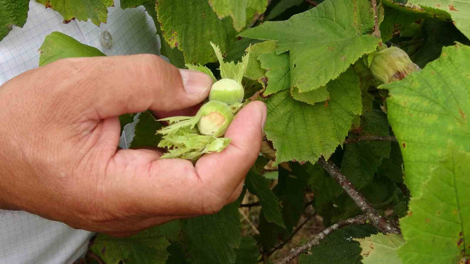 Türkiye’nin fındık rekoltesinde ciddi düşüş