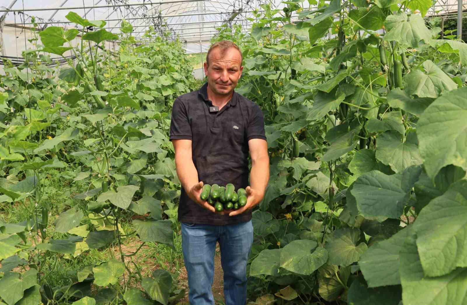 Modern seralarda hasat bereketi